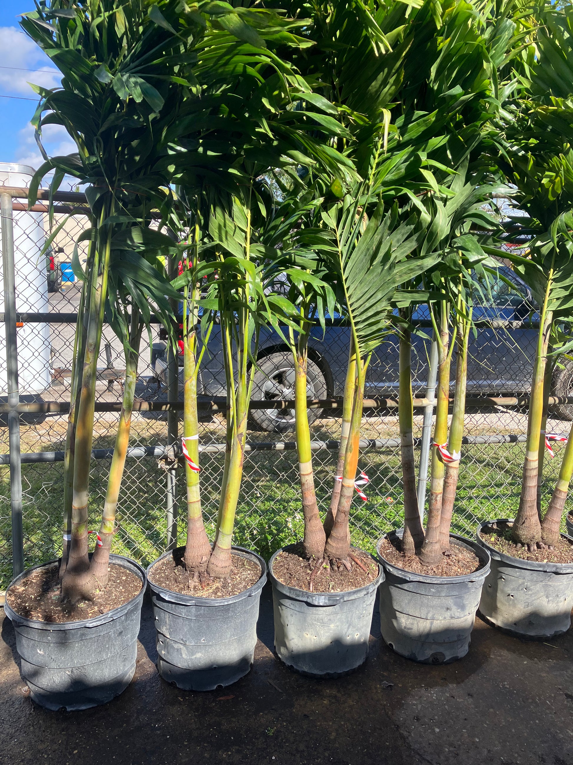 15 Gallon triple trunk Adonidia How to choose the correct size Adonidia or Christmas Palm Tree, height, width, and number of trunks are important to your landscaping project