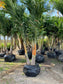 B&B triple trunk Adonidia How to choose the correct size Adonidia or Christmas Palm Tree, height, width, and number of trunks are important to your landscaping project