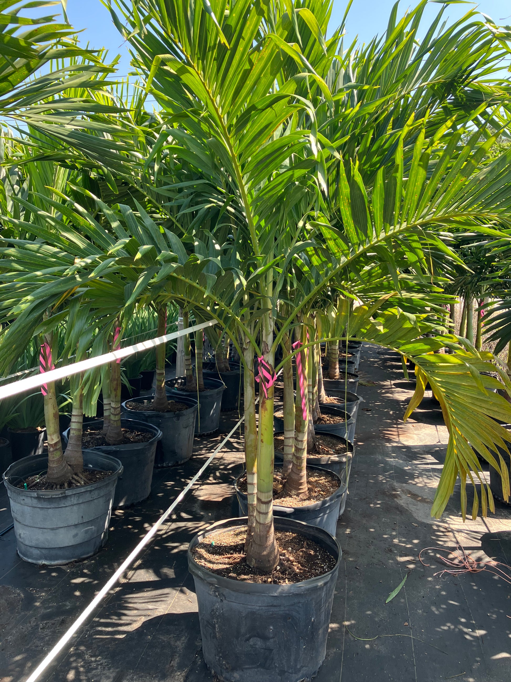 30 Gallon Adonidia How to choose the correct size Adonidia or Christmas Palm Tree, height, width, and number of trunks are important to your landscaping project