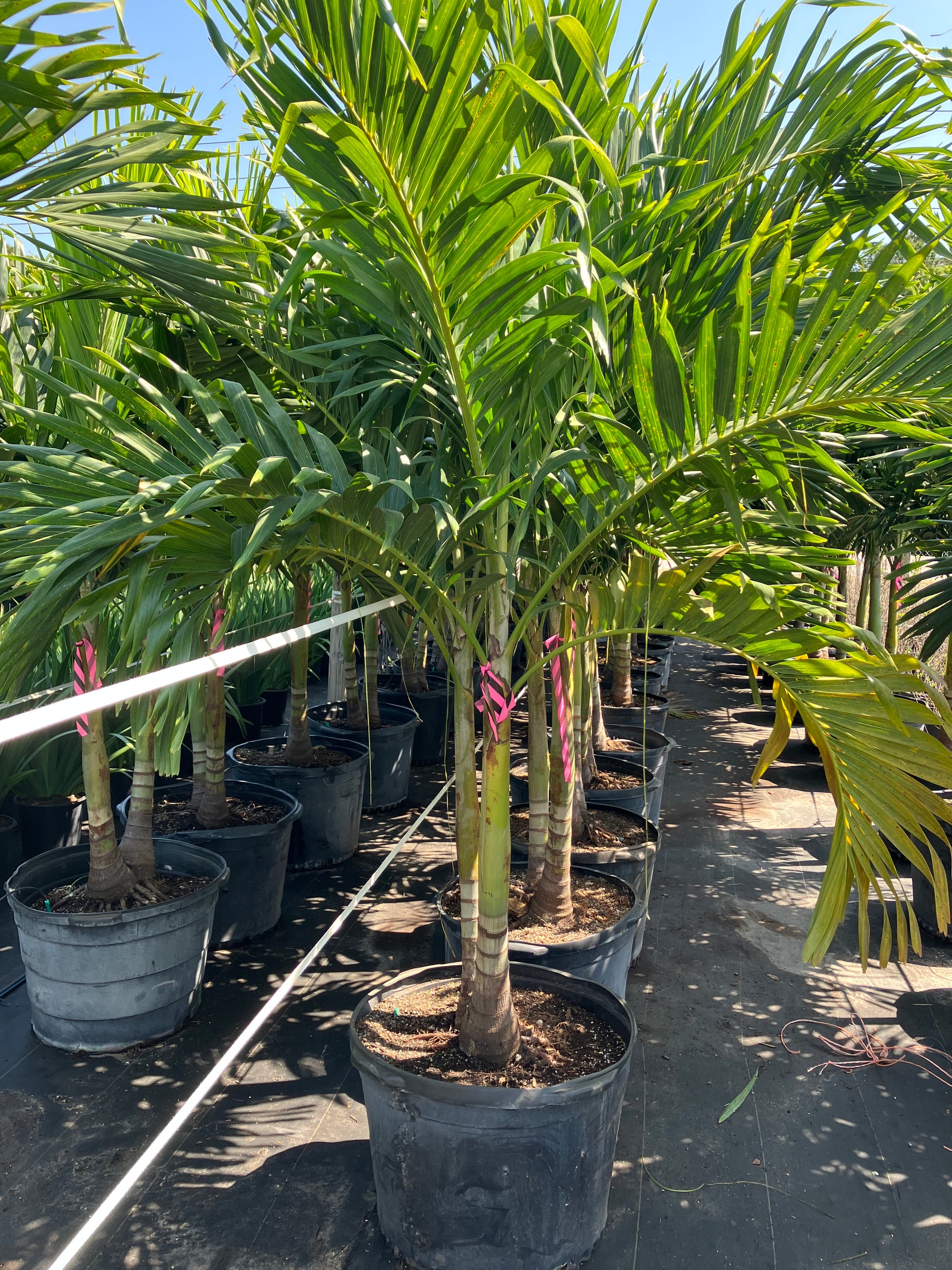 ftd deeply adored palm planter Adonidia Palm Tree