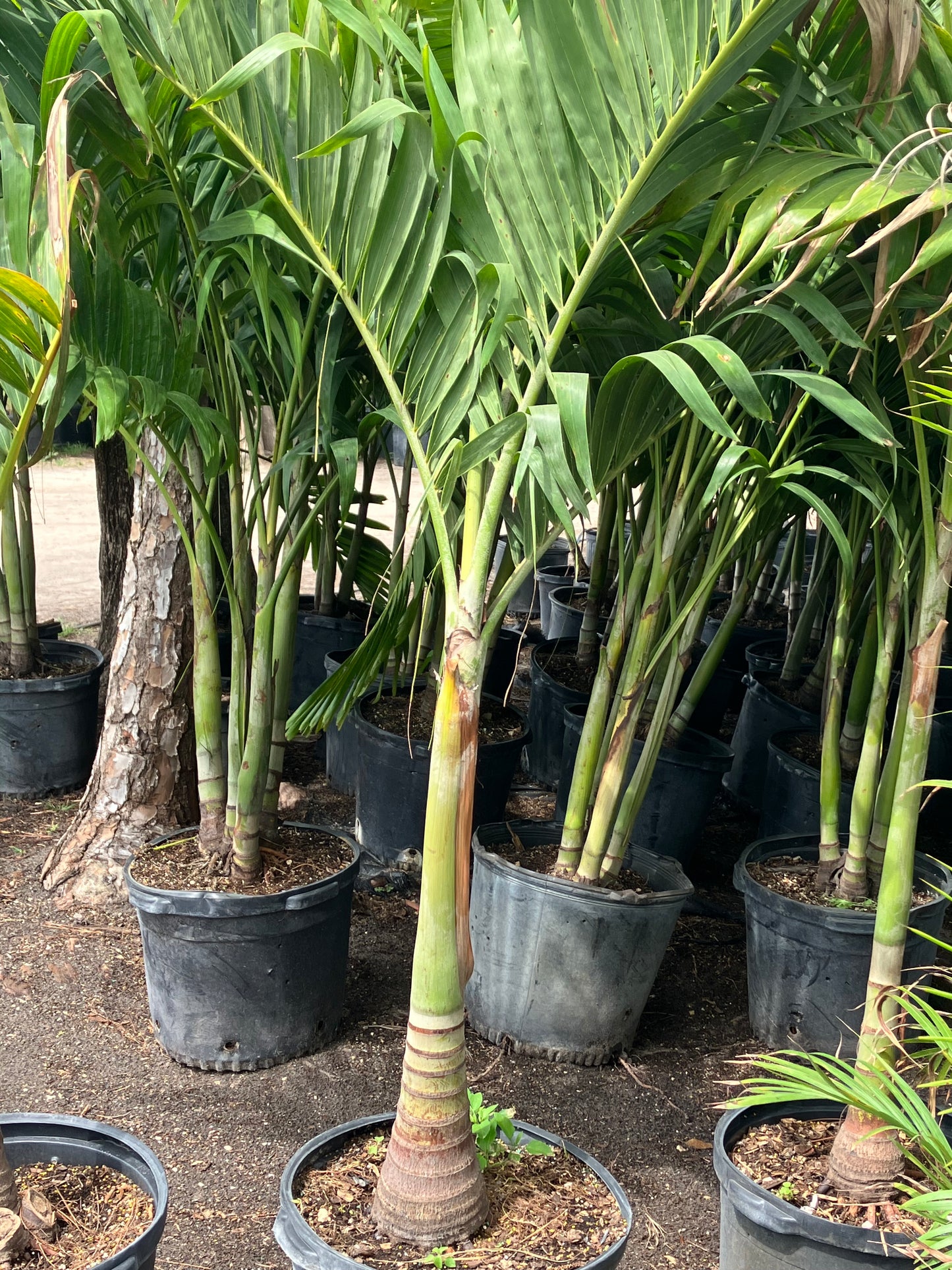15 Gallon single, triple trunk Adonidia How to choose the correct size Adonidia or Christmas Palm Tree, height, width, and number of trunks are important to your landscaping project