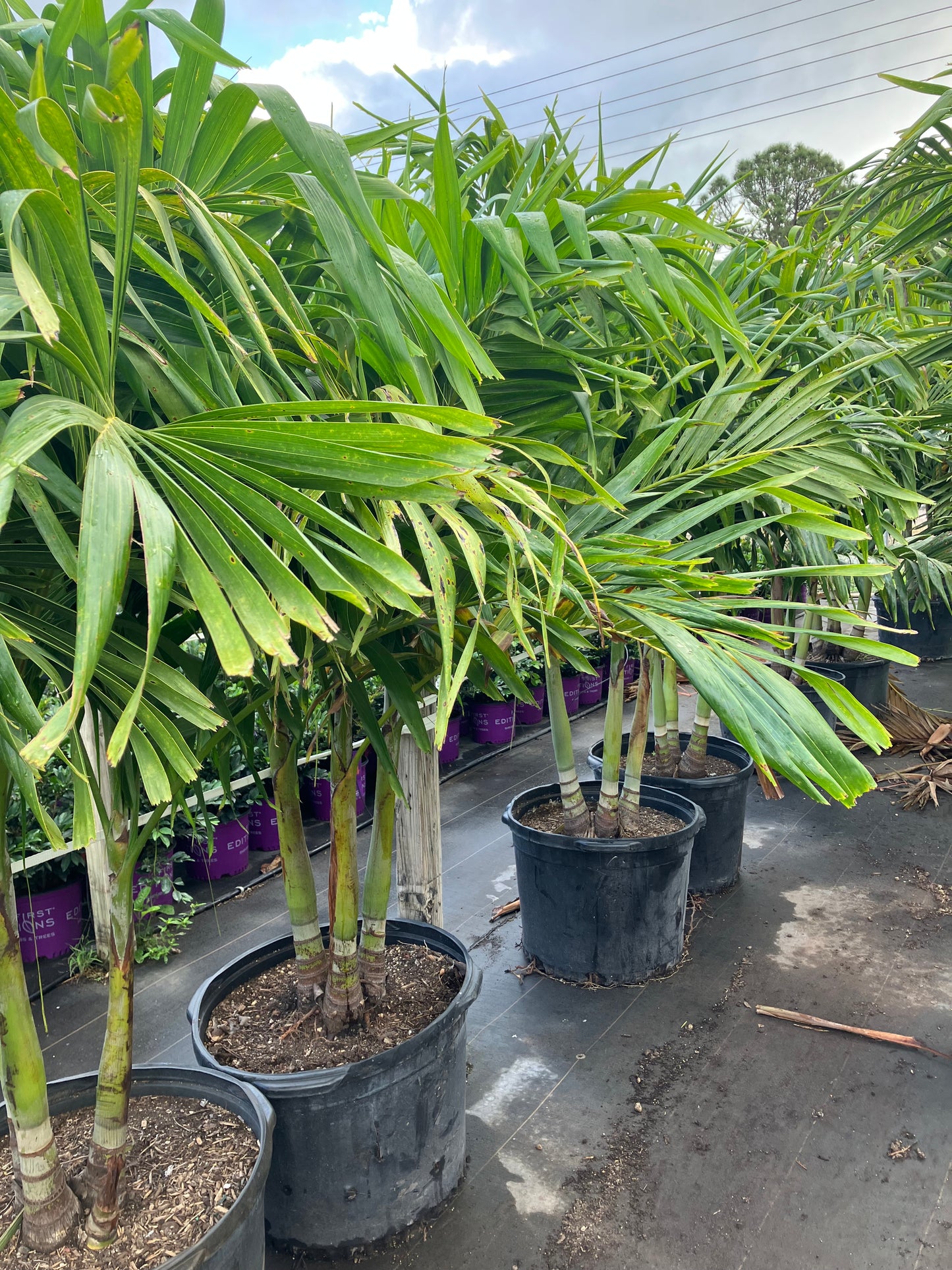 30 Gallon triple trunk Adonidia How to choose the correct size Adonidia or Christmas Palm Tree, height, width, and number of trunks are important to your landscaping project