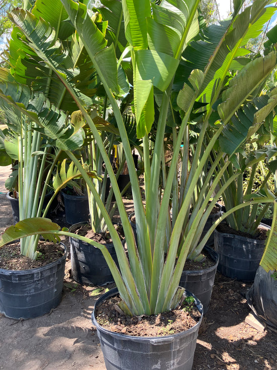 Plant It Tampa Bay – We are the premier providers residential & commercial landscaping in the Tampa Bay Area.  On-line Plant Nursery, Flowers, Trees, Palms, Lawn Services, Yard Cleanup, Artificial Turf, Pavers, fencing & Landscaping.
