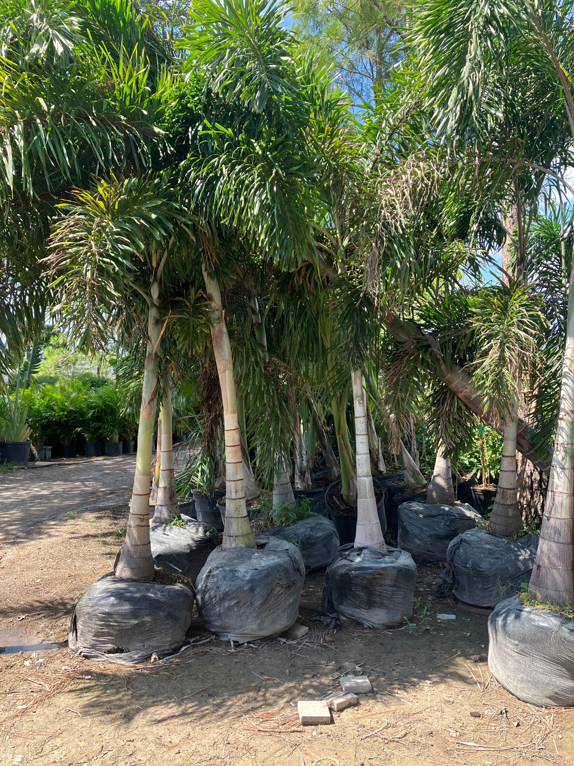 Foxtail B&B foxtail palm - How to choose the correct size Foxtail palm, height, width, and number of trunks are important to your landscaping project