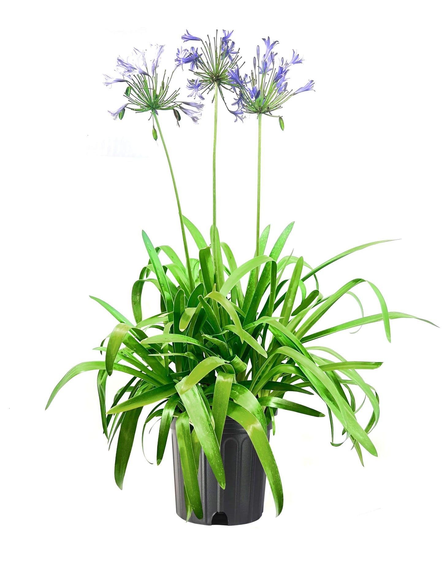 Agapanthus - Blue