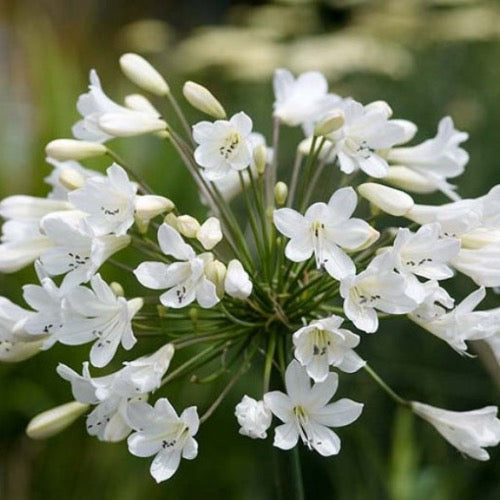 Agapanthus 'Elaine' (Lily of the Nile) is a stunning flowering plant that adds a touch of elegance to any garden or landscape. Agapanthus is cherished for its striking clusters of trumpet-shaped flowers and its lush, strap-like foliage. Beautiful flowering plant