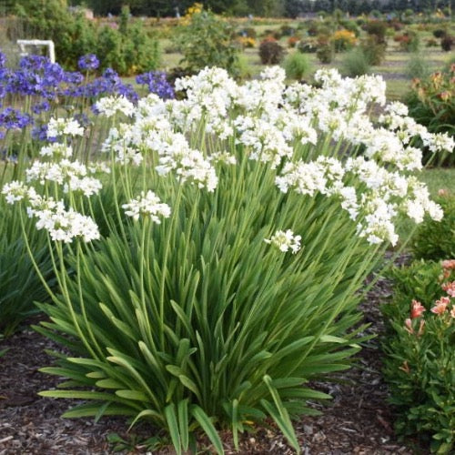 Agapanthus 'Elaine' (Lily of the Nile) is a stunning flowering plant that adds a touch of elegance to any garden or landscape. Agapanthus is cherished for its striking clusters of trumpet-shaped flowers and its lush, strap-like foliage. Growers tall up to 3'