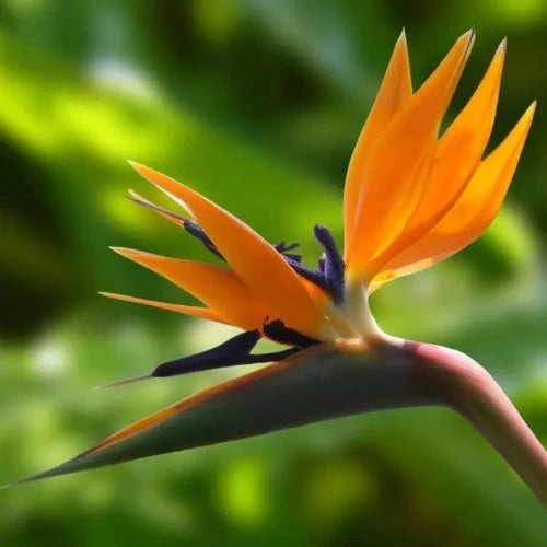 Bird of Paradise - Plant It Tampa Bay