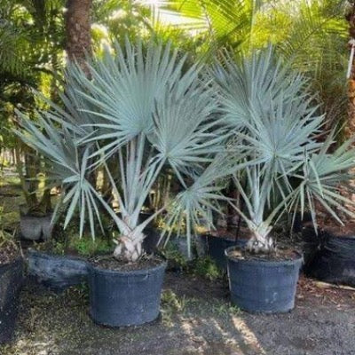 "Discover the majestic Bismarck Palm Tree, a true showstopper in any landscape. Plant It Tampa Bay