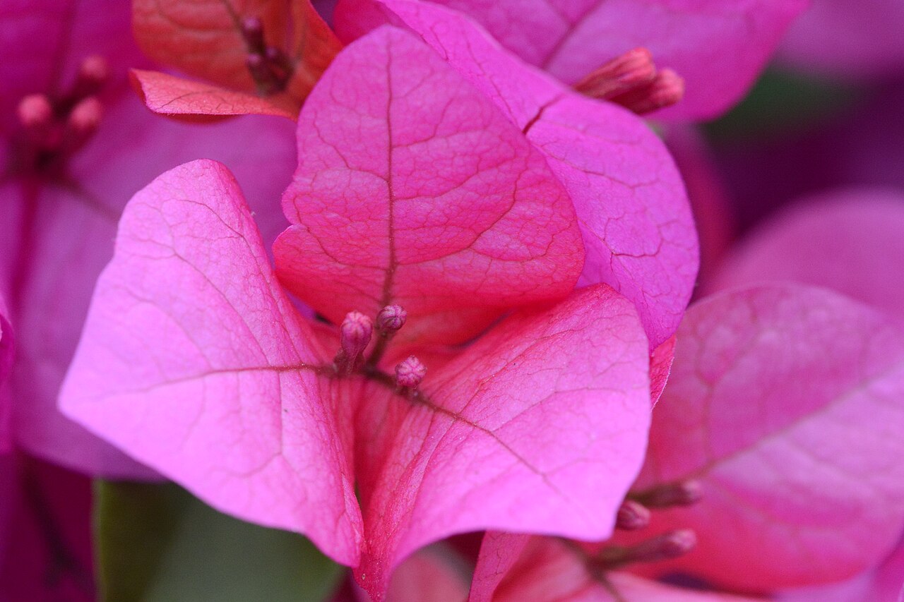 Bougainvillea Bush