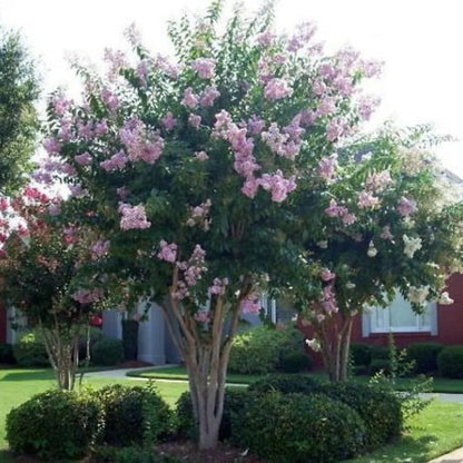 A flowering tree with dense pink blossoms and green foliage, planted in a landscaped lawn with shrubs and a house in the background.
