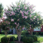 A flowering tree with dense pink blossoms and green foliage, planted in a landscaped lawn with shrubs and a house in the background.