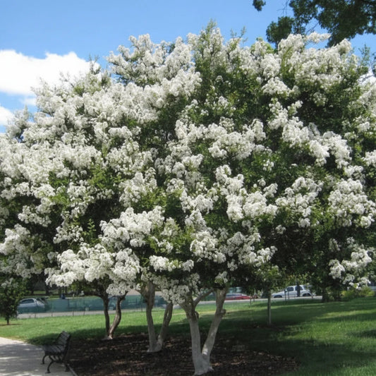 Crape Myrtles - Multi Stems