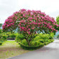 Crape Myrtles - Multi Stems