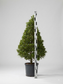 Japanese Blueberry Tree