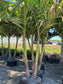 B&B Gallon double trunk Adonidia How to choose the correct size Adonidia or Christmas Palm Tree, height, width, and number of trunks are important to your landscaping project
