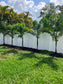 Foxtail palm tree 30 gallon along fence, How to choose the correct size Foxtail palm, height, width, and number of trunks are important to your landscaping project