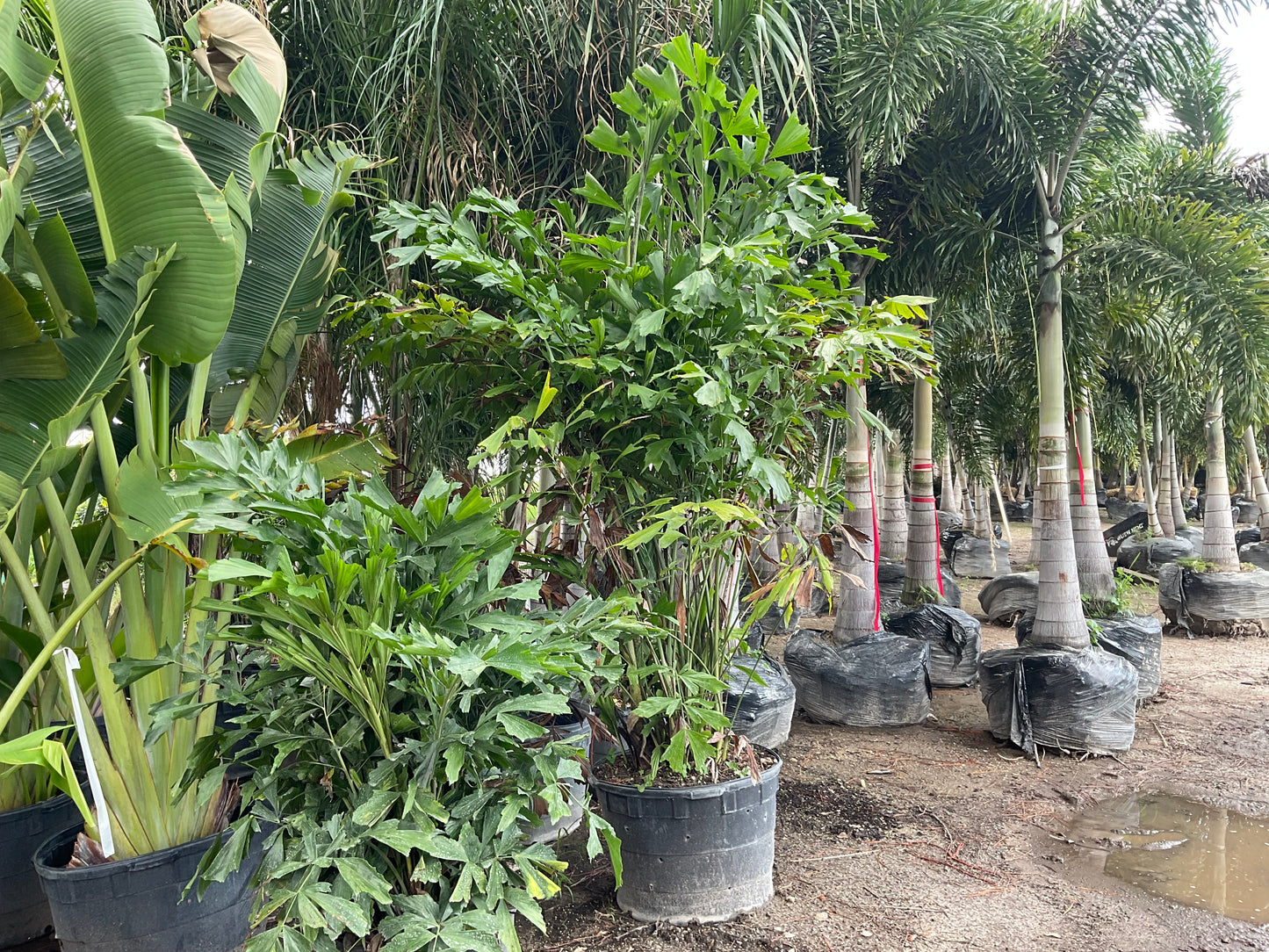15 gallon vs 30 gallon Fishtail Palm Tree, height, width, and number of trunks are important to your landscaping project