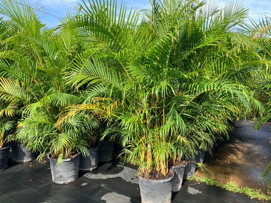 Plant It Tampa Bay - Residential / Commercial Landscaping Services, Plants, Trees Nursery and artificial turf installation