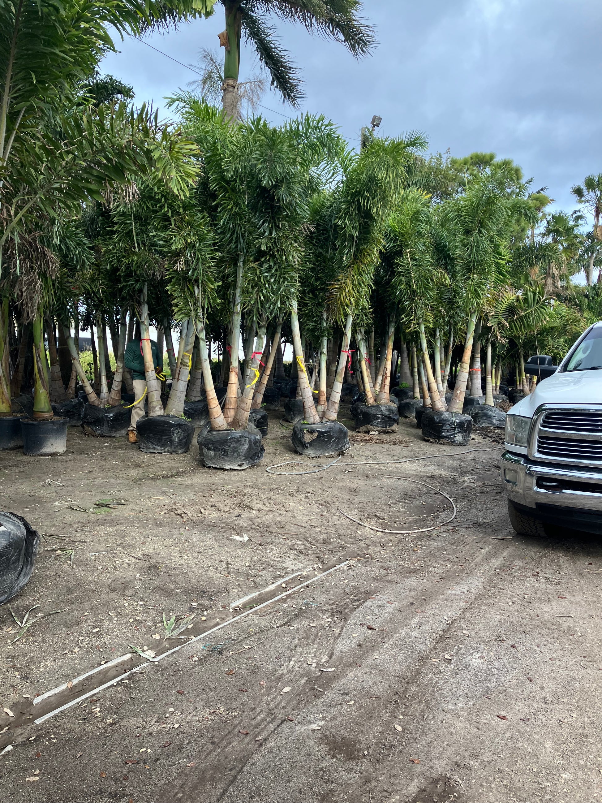 areca palm 25 gallon Adonidia Palm Tree