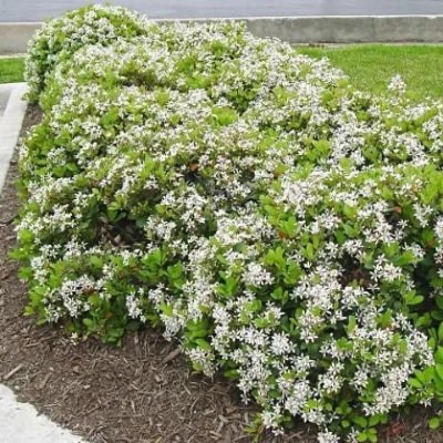 Indian Hawthorn (Rhaphiolepis indica) is a hardy, low-maintenance evergreen shrub known for its dense, mounded form and prolific spring blooms.