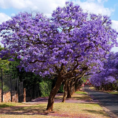 Jacaranda Tree – Plant It Tampa Bay