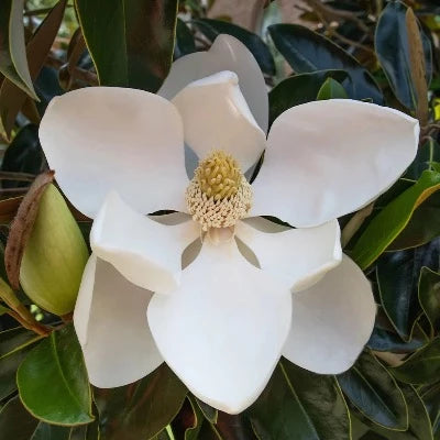 Magnolia Tree - Little Gem