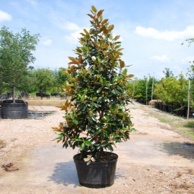 Magnolia Tree - Little Gem