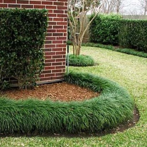 Mondo Grass - Plant It Tampa Bay