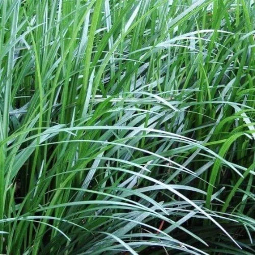 Mondo Grass - Plant It Tampa Bay