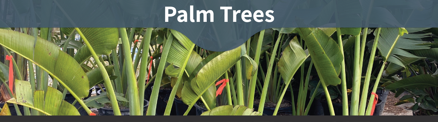 Buy Palm Trees Florida - Foxtail, Royal, Adonidia, Alexander Areca ...