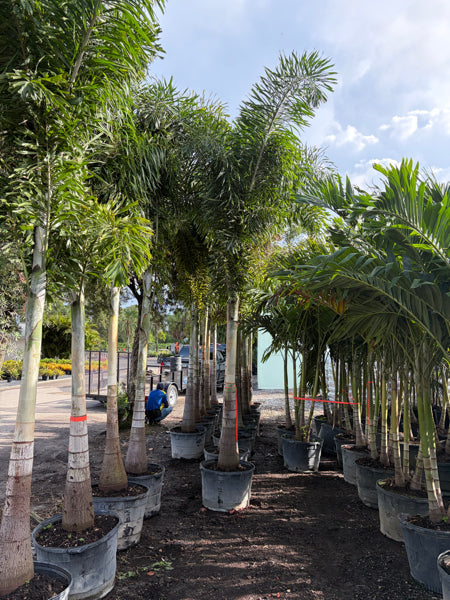 Foxtail Palm