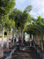 Foxtail Palm