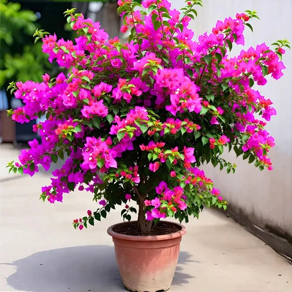 Bougainvillea Bush