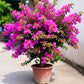 Bougainvillea Bush