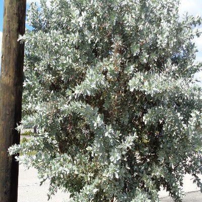 Buttonwood Silver