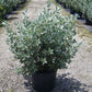 Buttonwood Silver