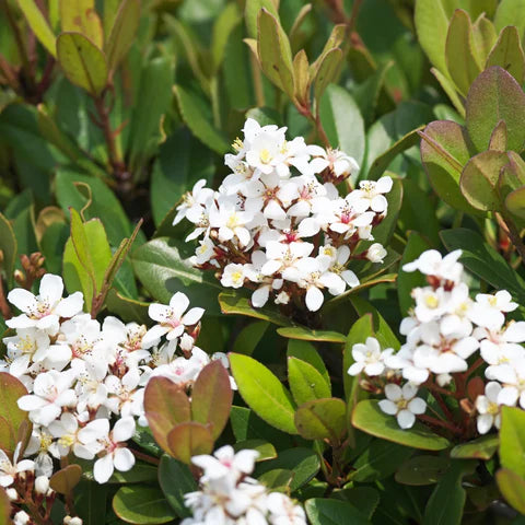 Indian Hawthorn