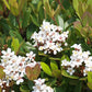 Indian Hawthorn