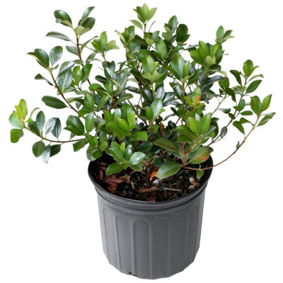 Indian Hawthorn (Rhaphiolepis indica) is a hardy, low-maintenance evergreen shrub known for its dense, mounded form and prolific spring blooms.