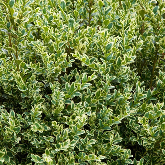 Ligustrum - Jack Frost