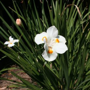 Yellow Iris 1 gallon