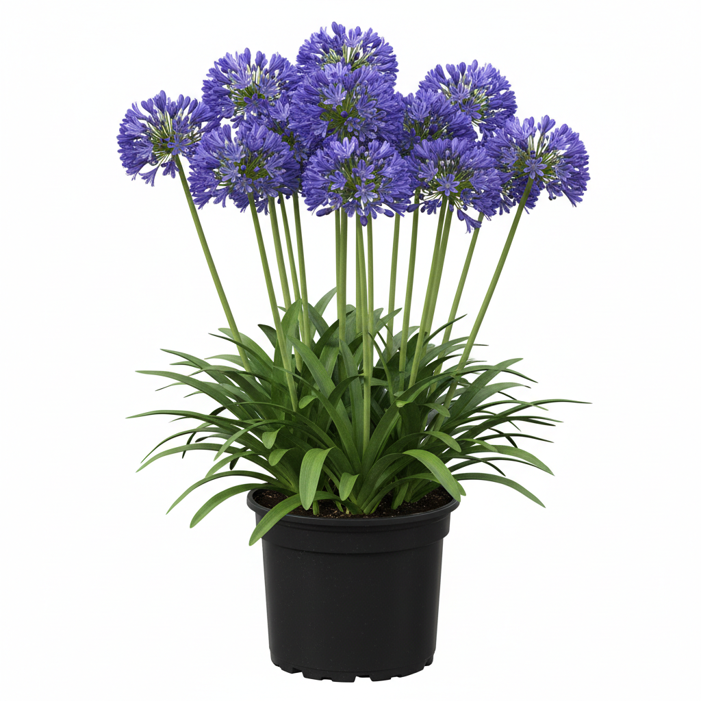 Agapanthus - Blue