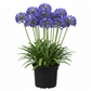 Agapanthus - Blue