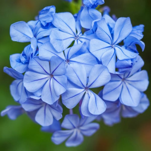 Plumbago - Blue