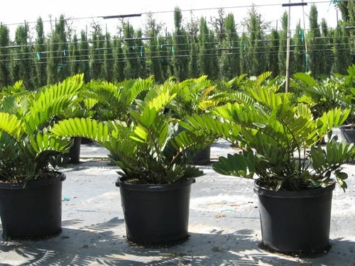 The Cardboard Palm, scientifically known as Zamia furfuracea, is a unique cycad plant with a distinctive cardboard-like texture to its leaves.