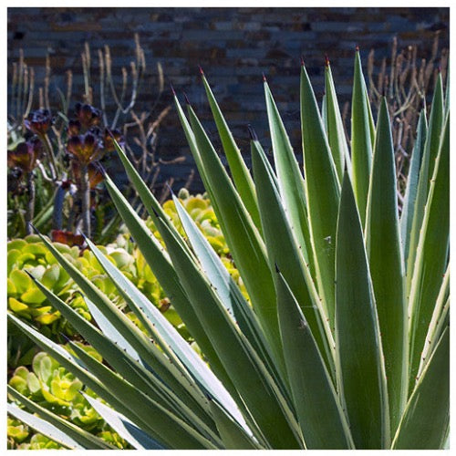 Agave Caribbean