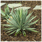 Agave Caribbean