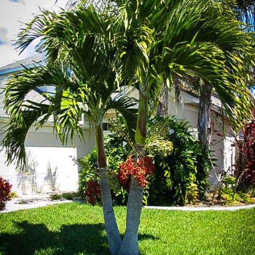 christmas palms with philodendron Adonidia Palm Tree