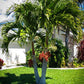 Adonidia Palm Tree - (Christmas Palm) Double Trunk - Plant It Tampa Bay